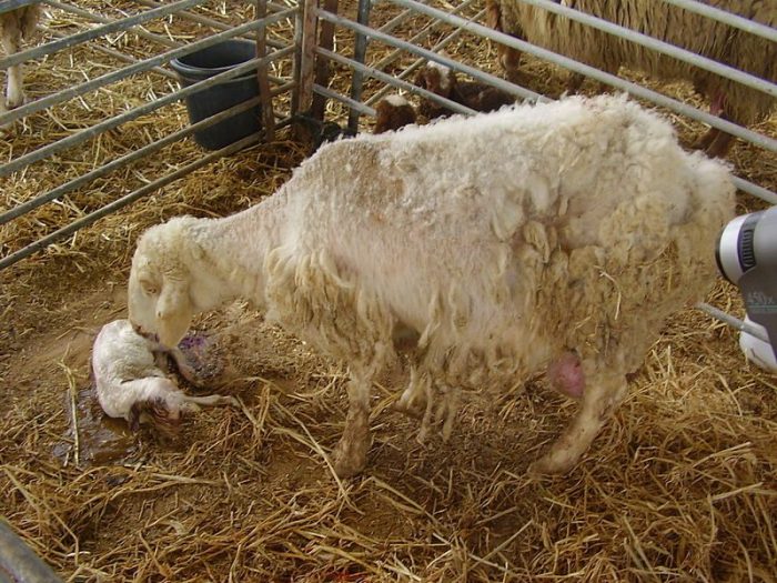 800px-PikiWiki_Israel_18897_Sheep_and_Lamb_after_giving_birth