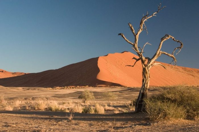 Thorn_Tree_Sossusvlei_Namib_Desert_Namibia_Luca_Galuzzi_2004a