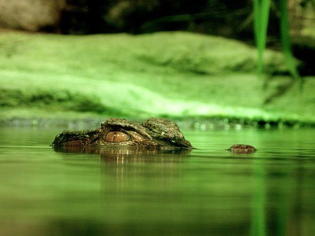 crocodile-195783__340