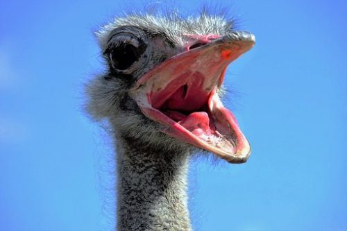 the-ostrich-1658267__340