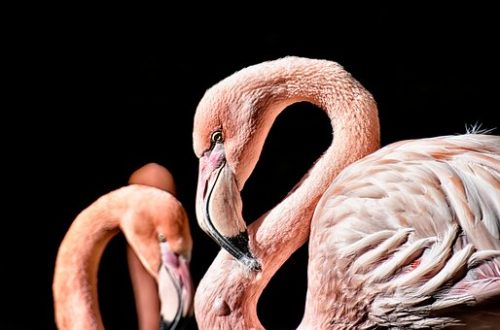flamingo-3743094__340