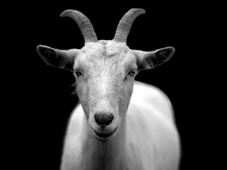 goat-50290__340