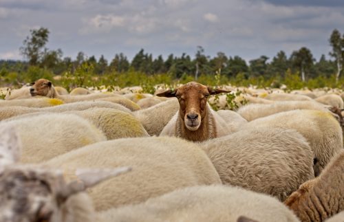 herd-of-sheep-ge4aa3d9ba_1920